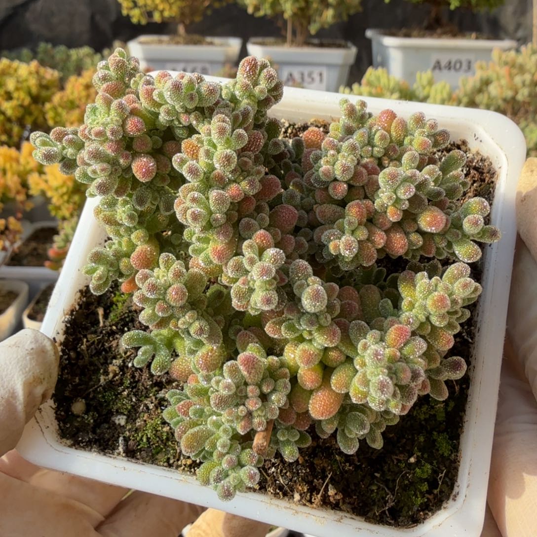 A427冰晶开播福利