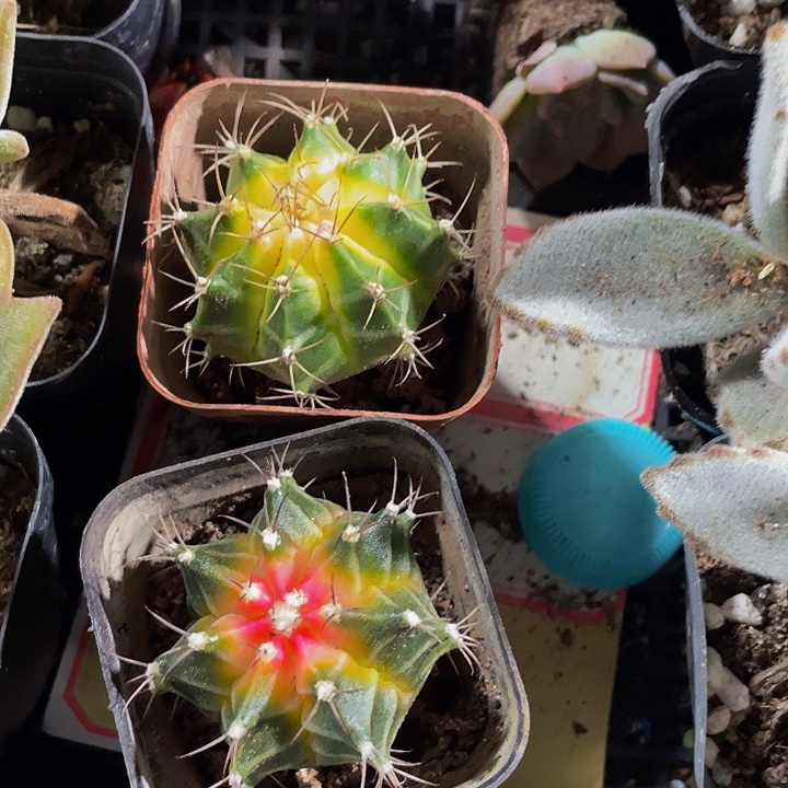 刺球锦带盆土发货