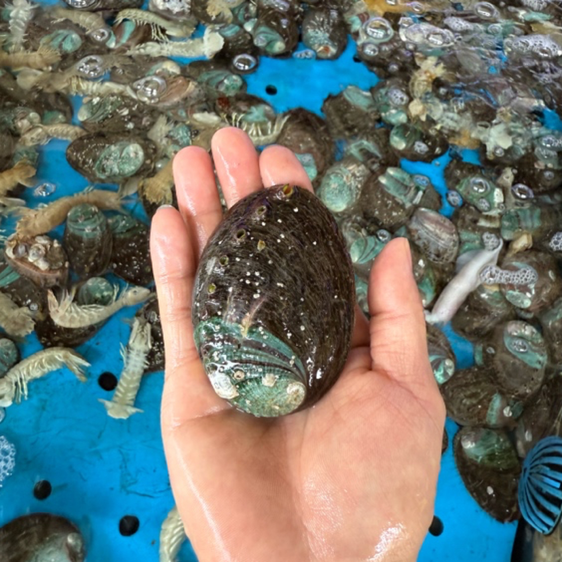 鲜活6头鲍鱼（一个）默认装袋打氧（如需处理请备注）