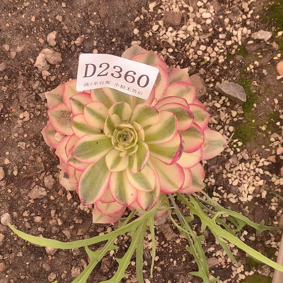 2360倾城多肉法师锦