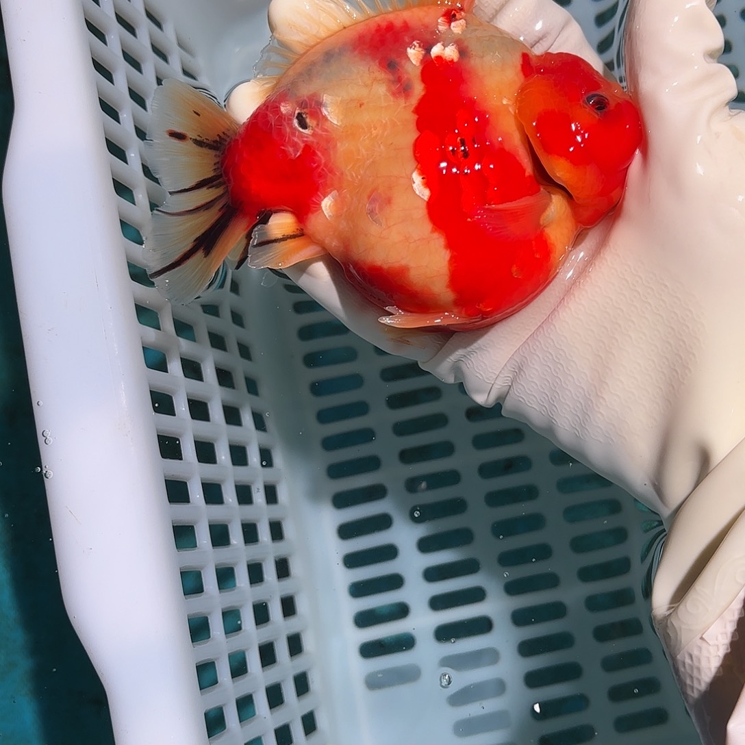 ****李金鱼金鱼55555156508