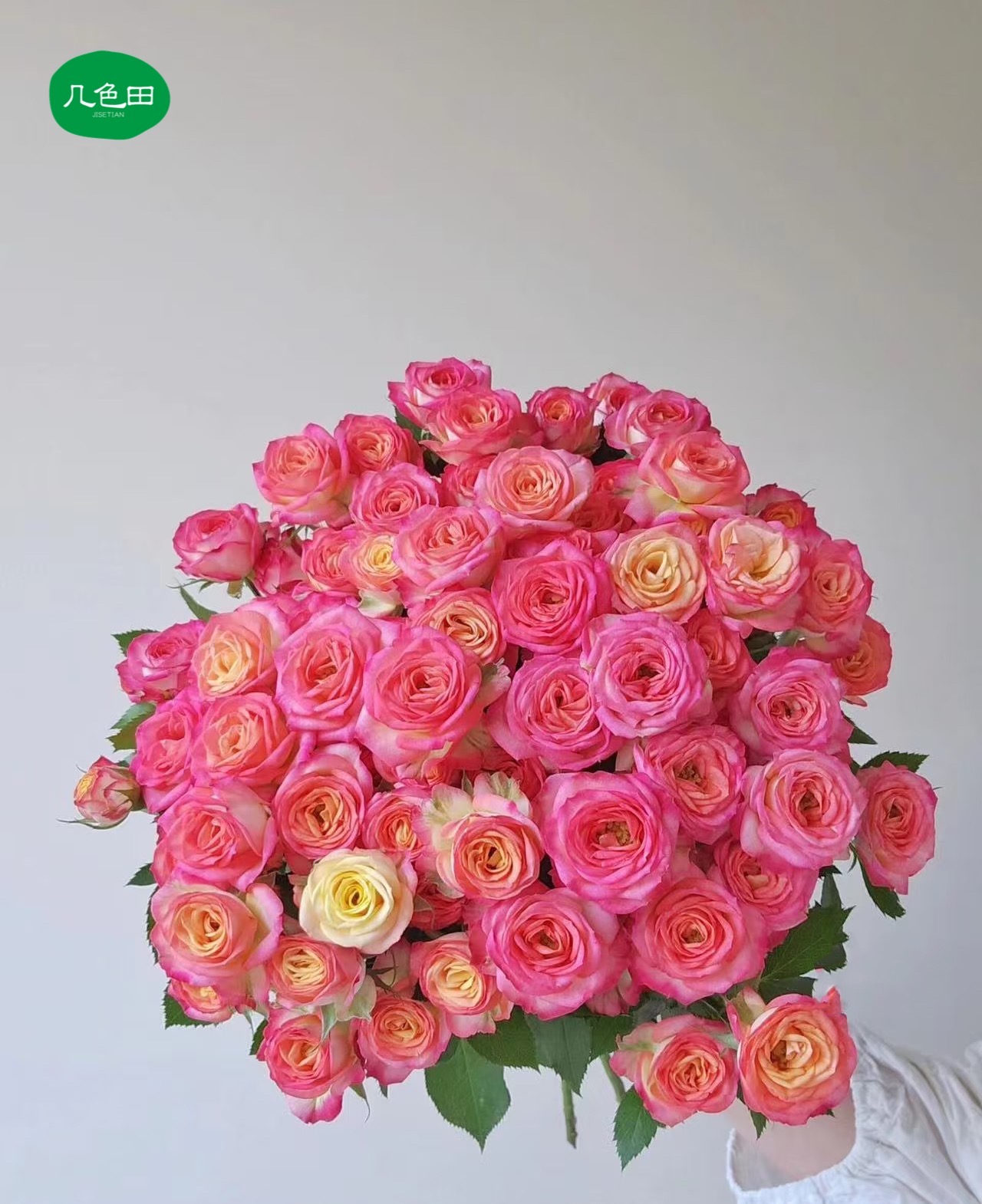 爱丽丝—多头玫瑰云南直发鲜花云南花插花鲜花