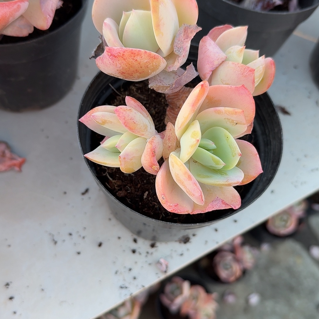 向***花白凤多肉植物一颗