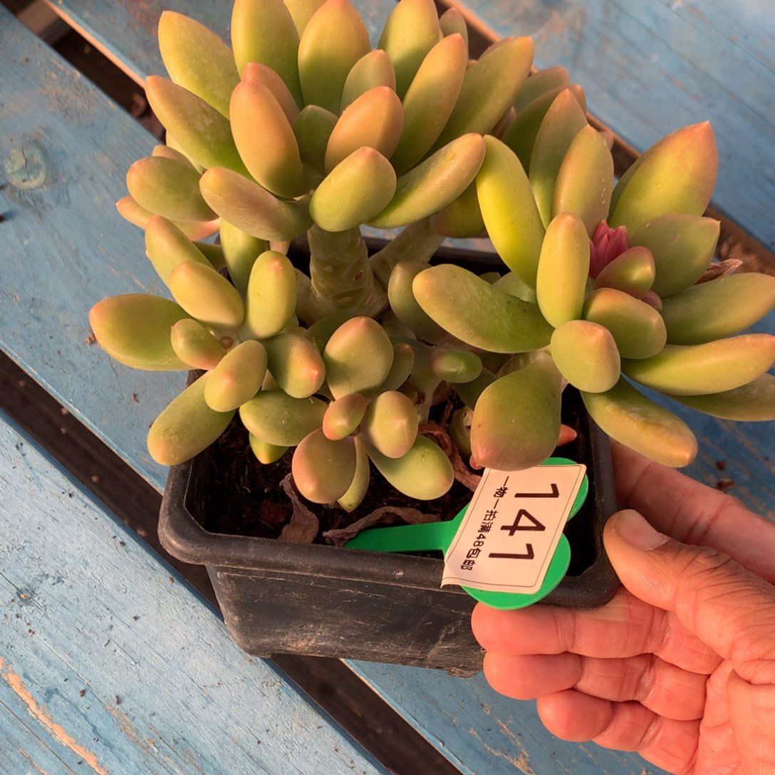 芒果奶酪开播福利