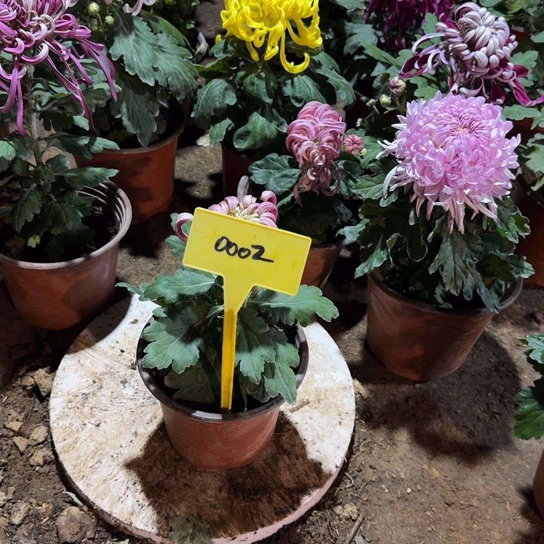 大部分花苞少量开放2