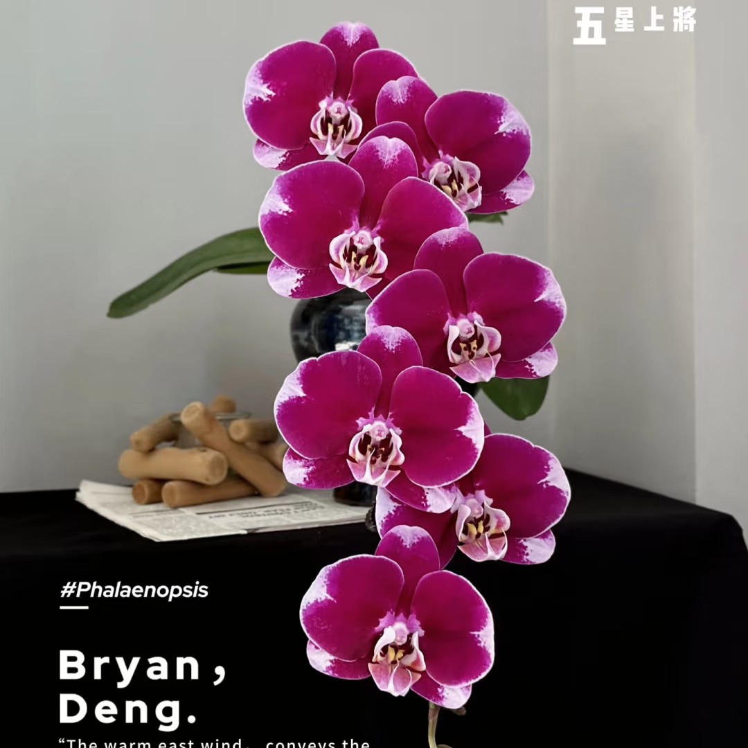 【五星上将】3.5寸加高杯 年宵花必入 花苞珠已造型