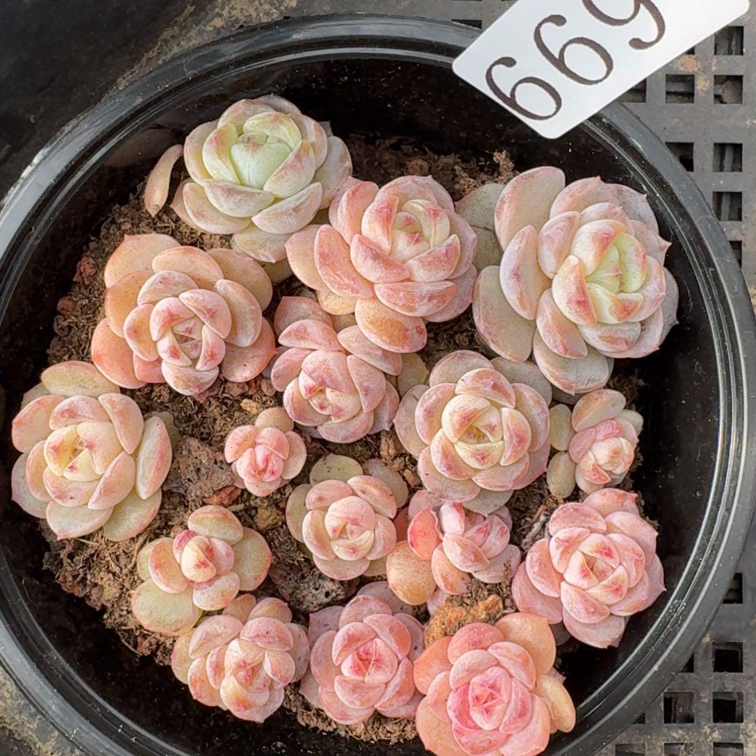 多肉植物多肉植物669