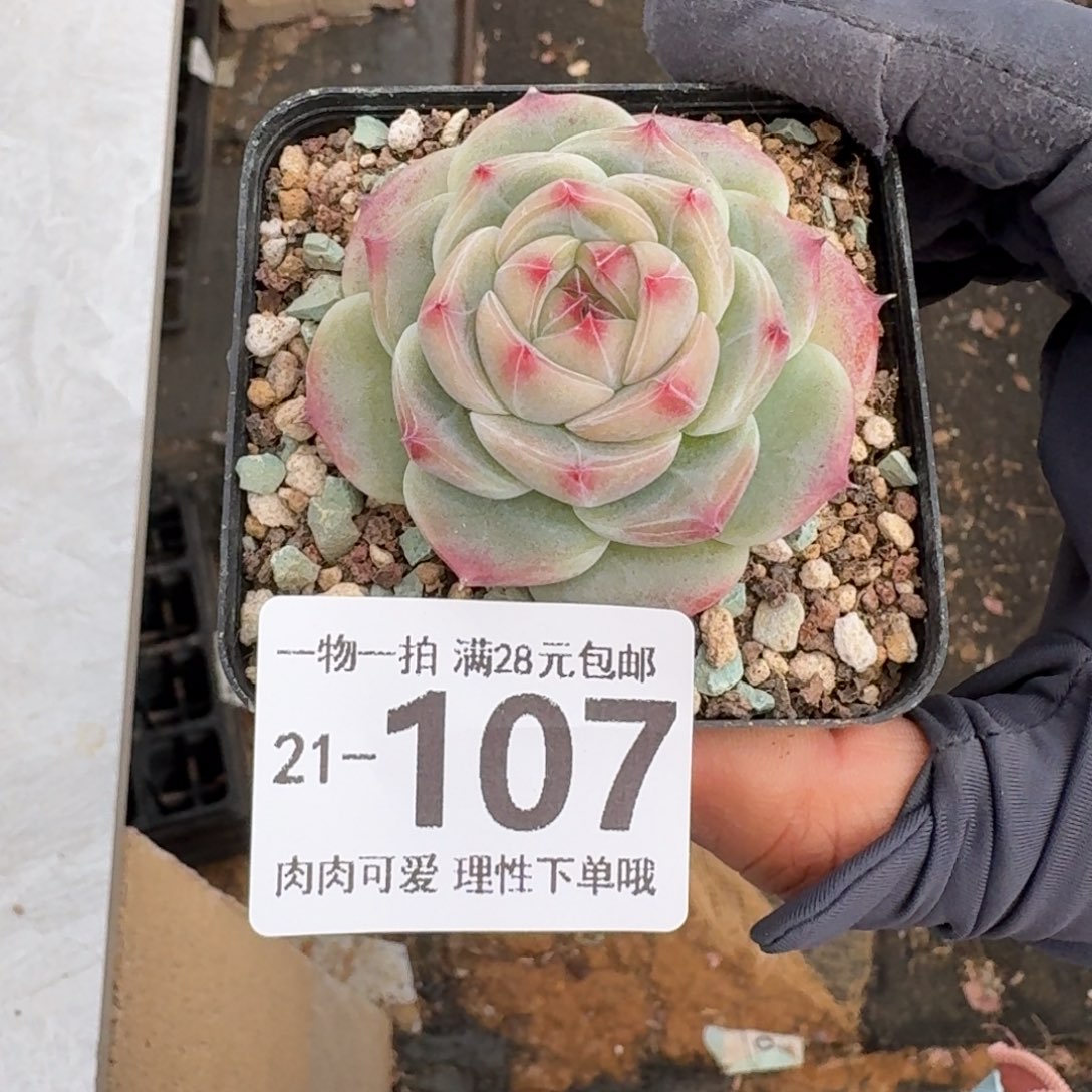 冰吉无盆土发货无