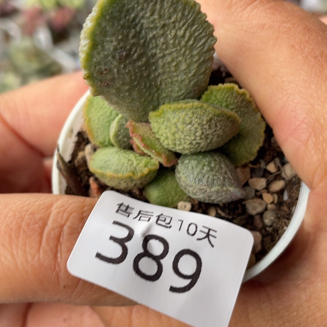 389。              