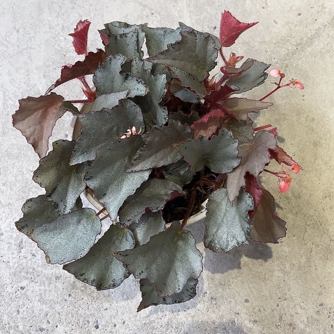 完全开放君越秋海棠