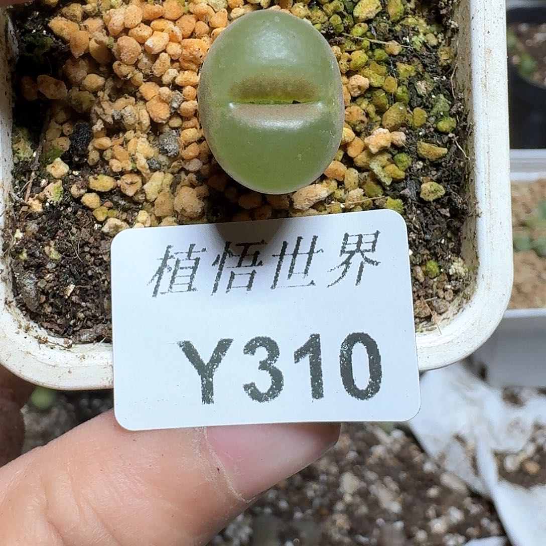 310号多肉植物哇c c