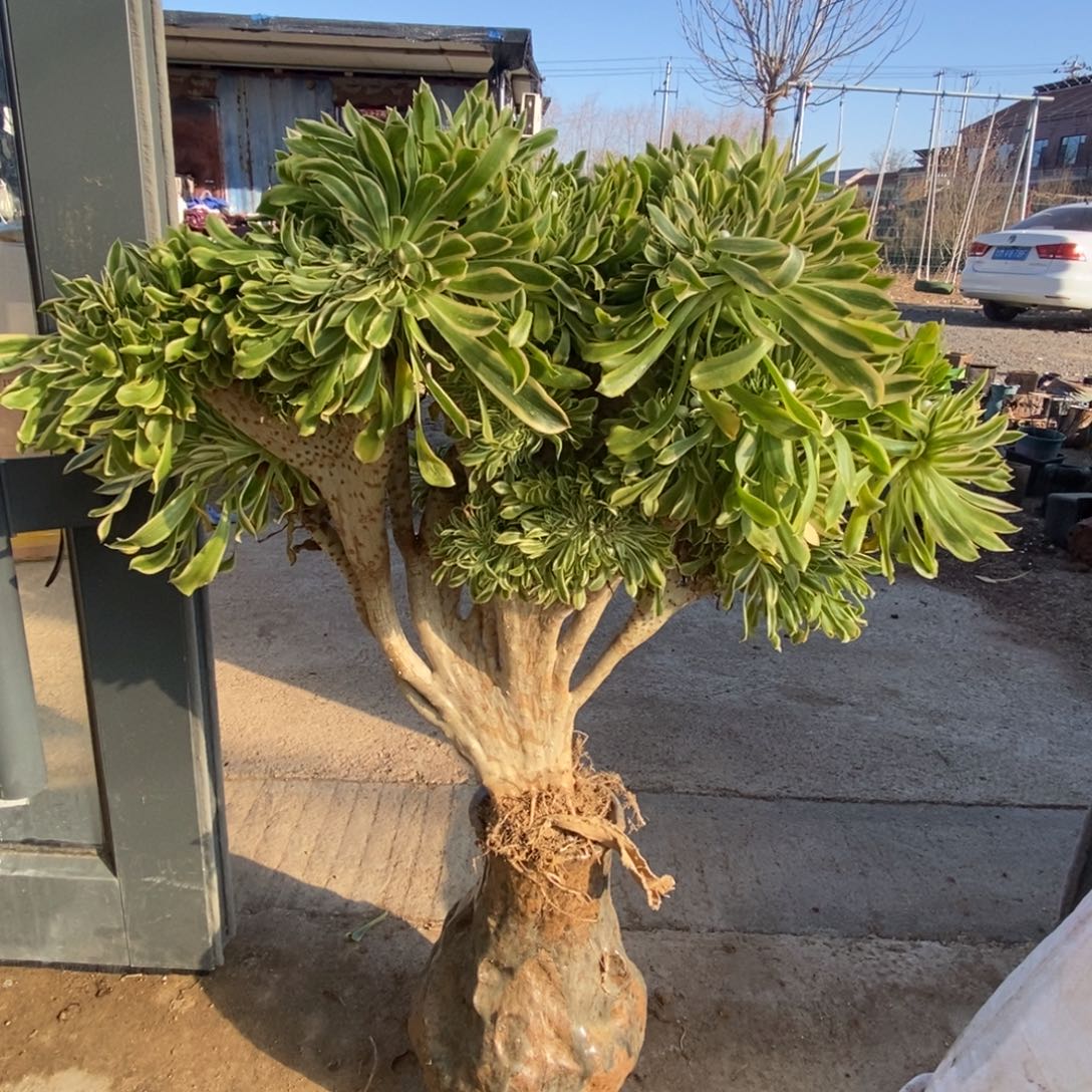 木***花无花朵夕烟缀化老板