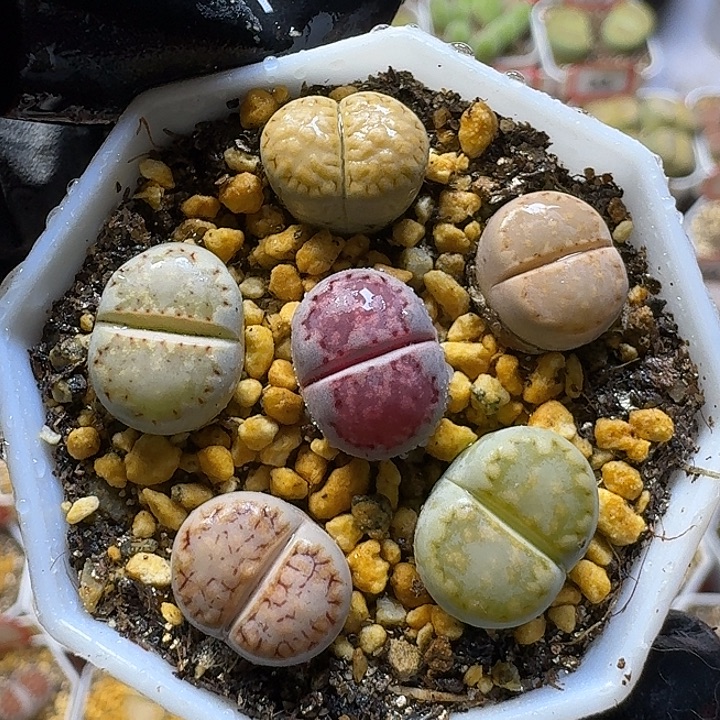 生石花1111111。    35