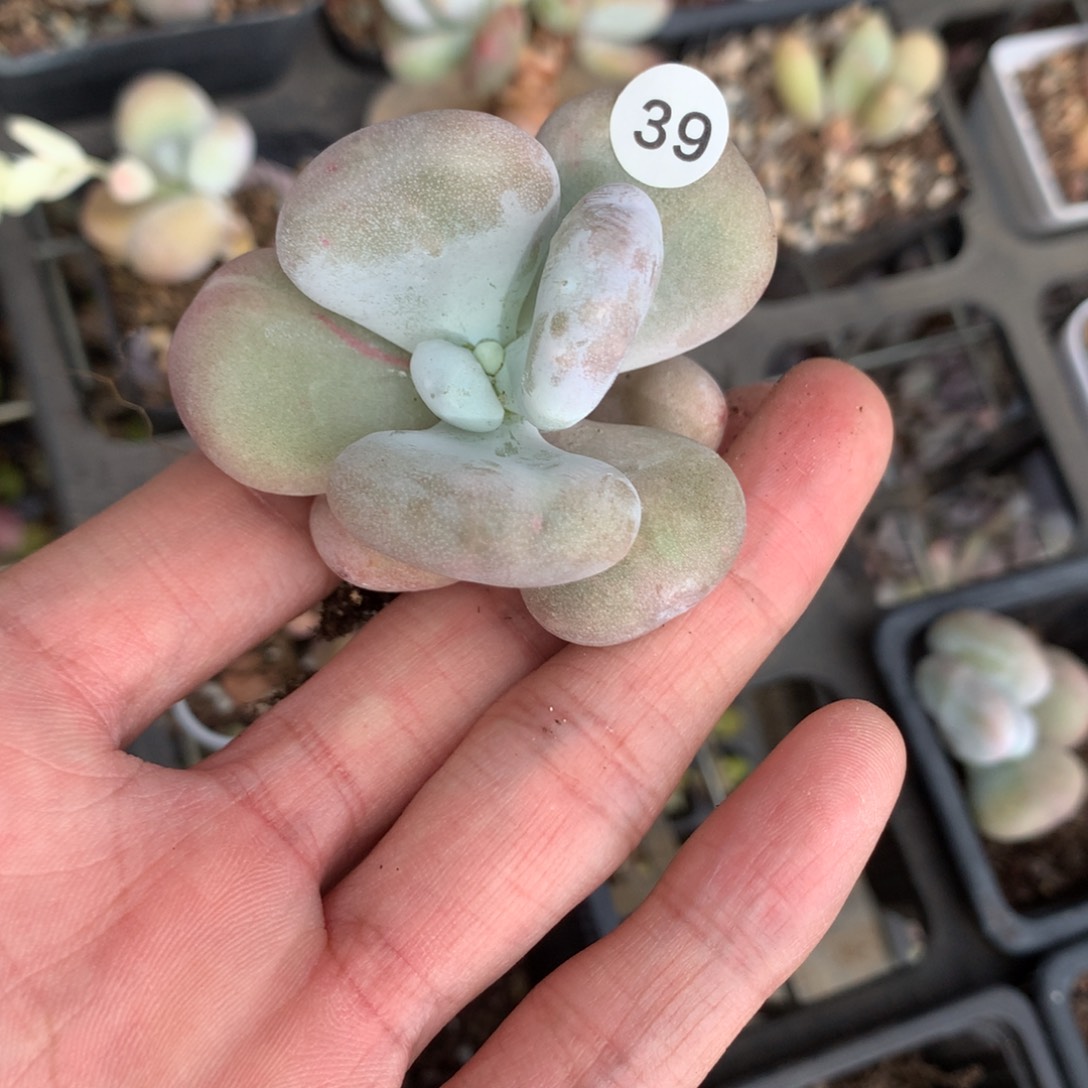 油煎奶酪多肉39。