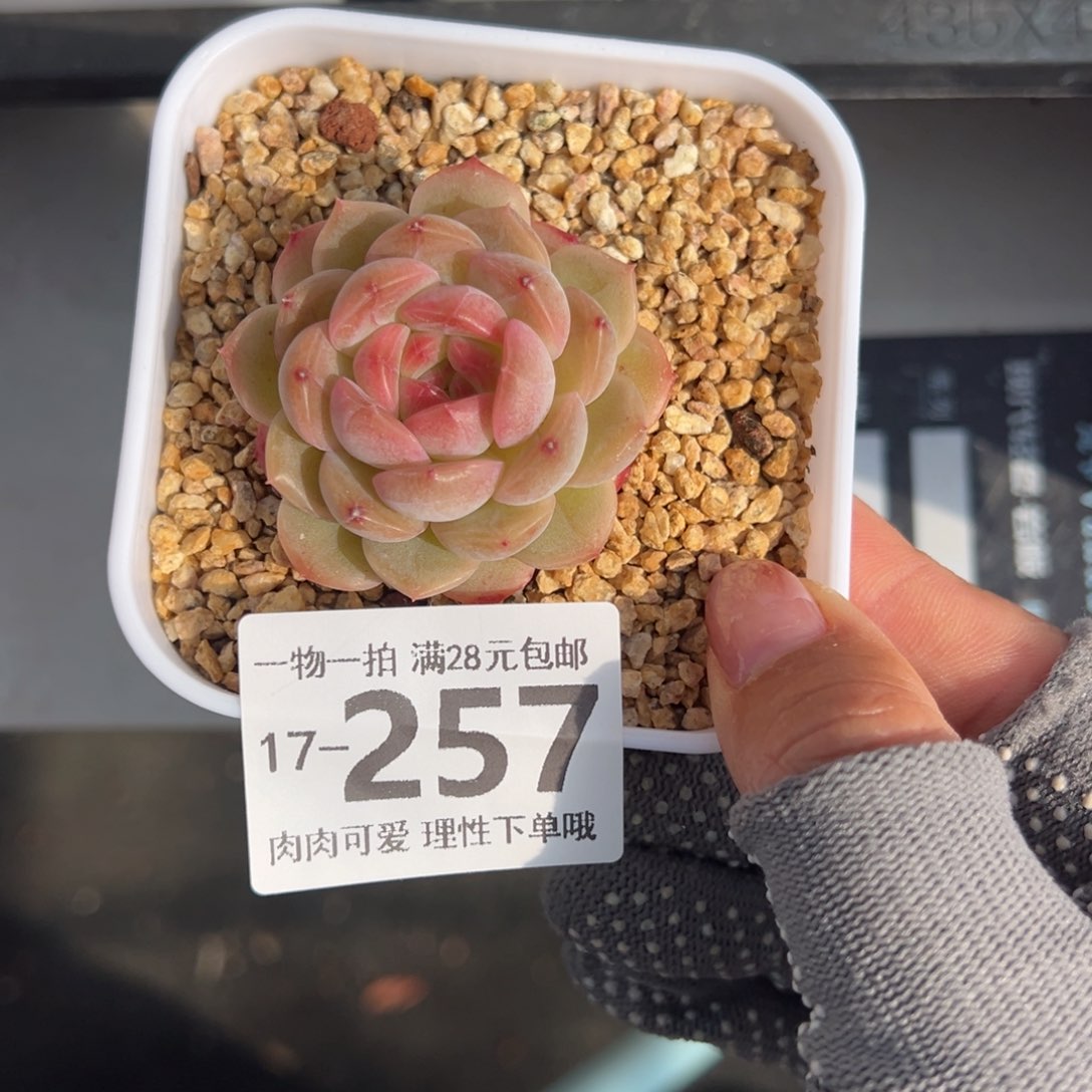 琴心多肉多肉多肉多