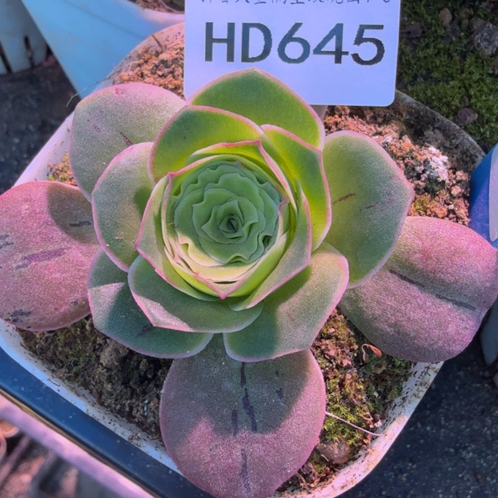 落***落CC645  如梦令    落落