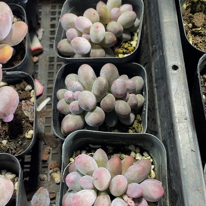 双头汤圆带盆土发货