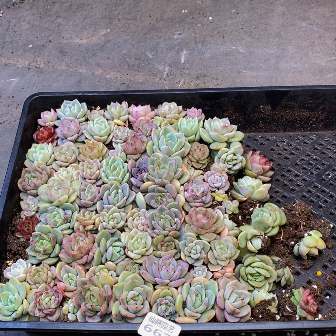 667多人在一起的时候我