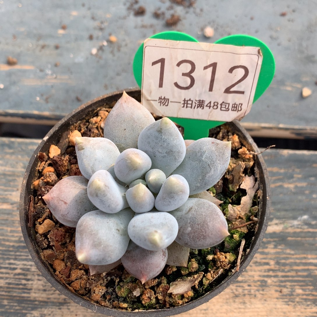 哥特萝莉单头胖体1312