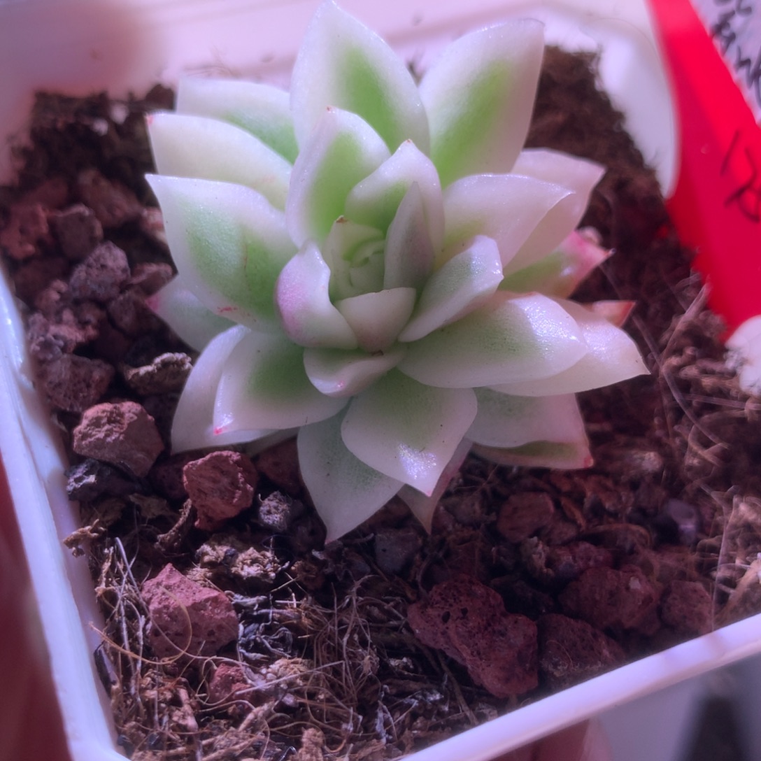 紫水晶宽覆轮锦有根