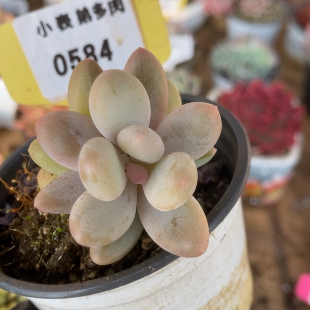 584福利彩虹杂锦锦锦