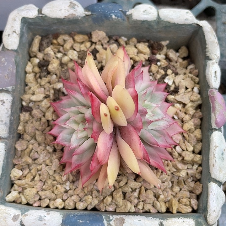 宝莲灯白锦双头一物一拍