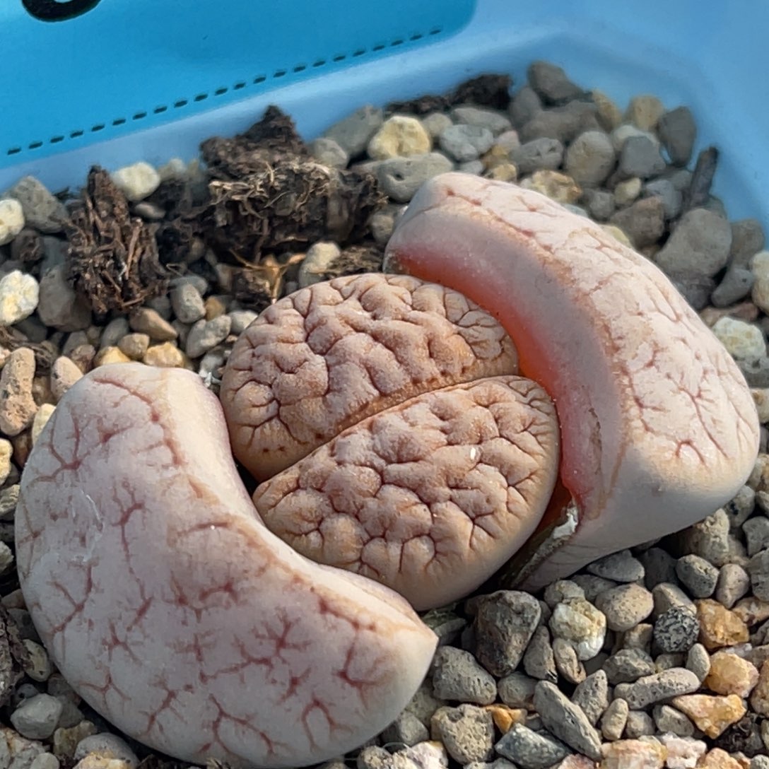 8839睫毛粉色铁189一颗