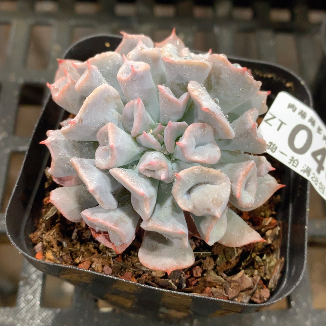 肉萌萌拇指盆精控多肉ZT040