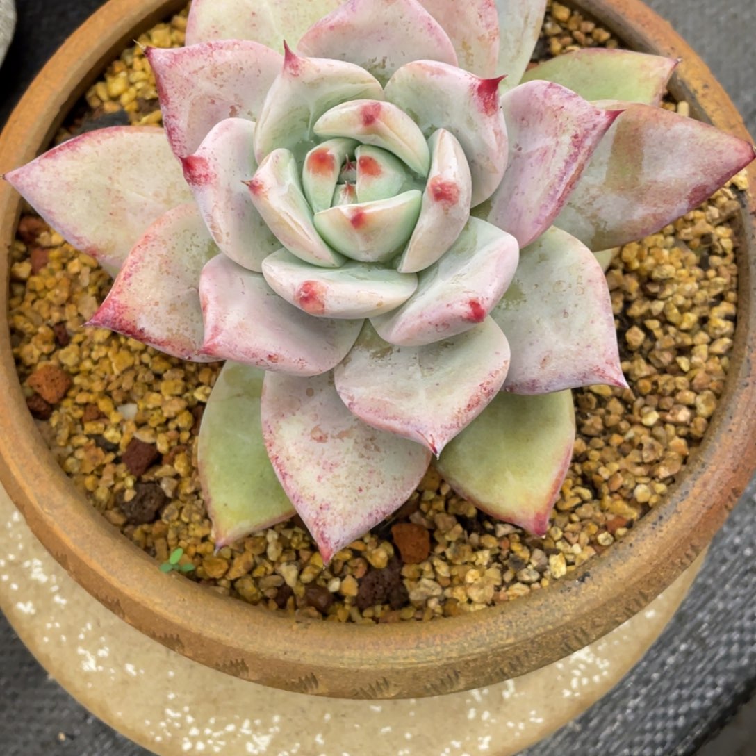 @***生弥鹿之森一物一拍