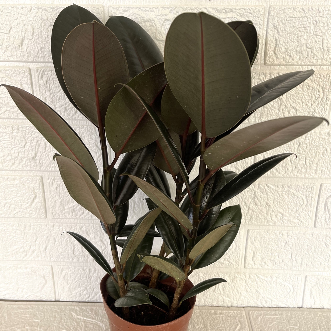 大盆橡皮树盆栽室内客厅办公室净化空气四季常青观叶（40cm）