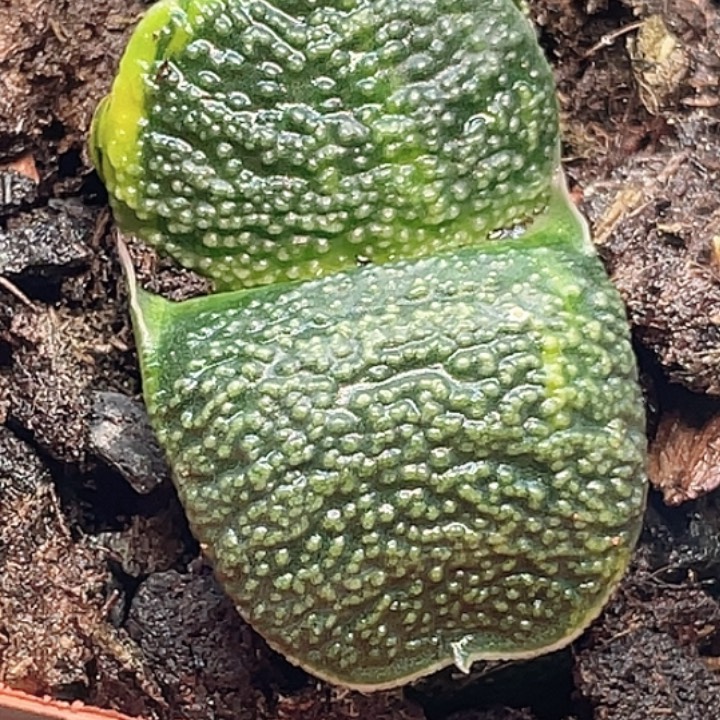 一物一拍竞拍福利拍