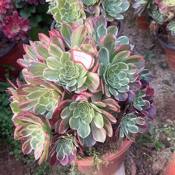 多肉植物莲花13号无售后