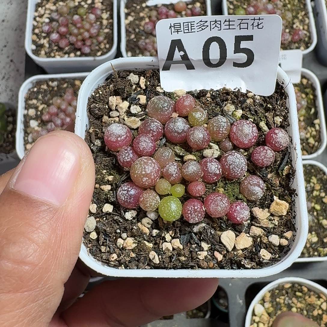 5多肉植物多肉植物