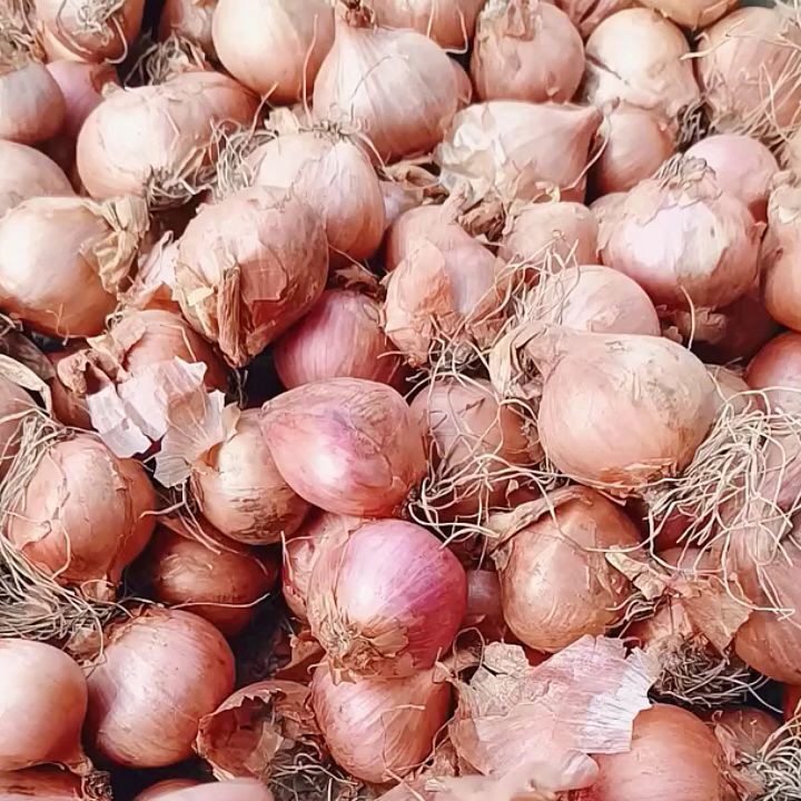 东北新鲜毛葱正宗葱头蔬菜红皮葱炒菜佳品