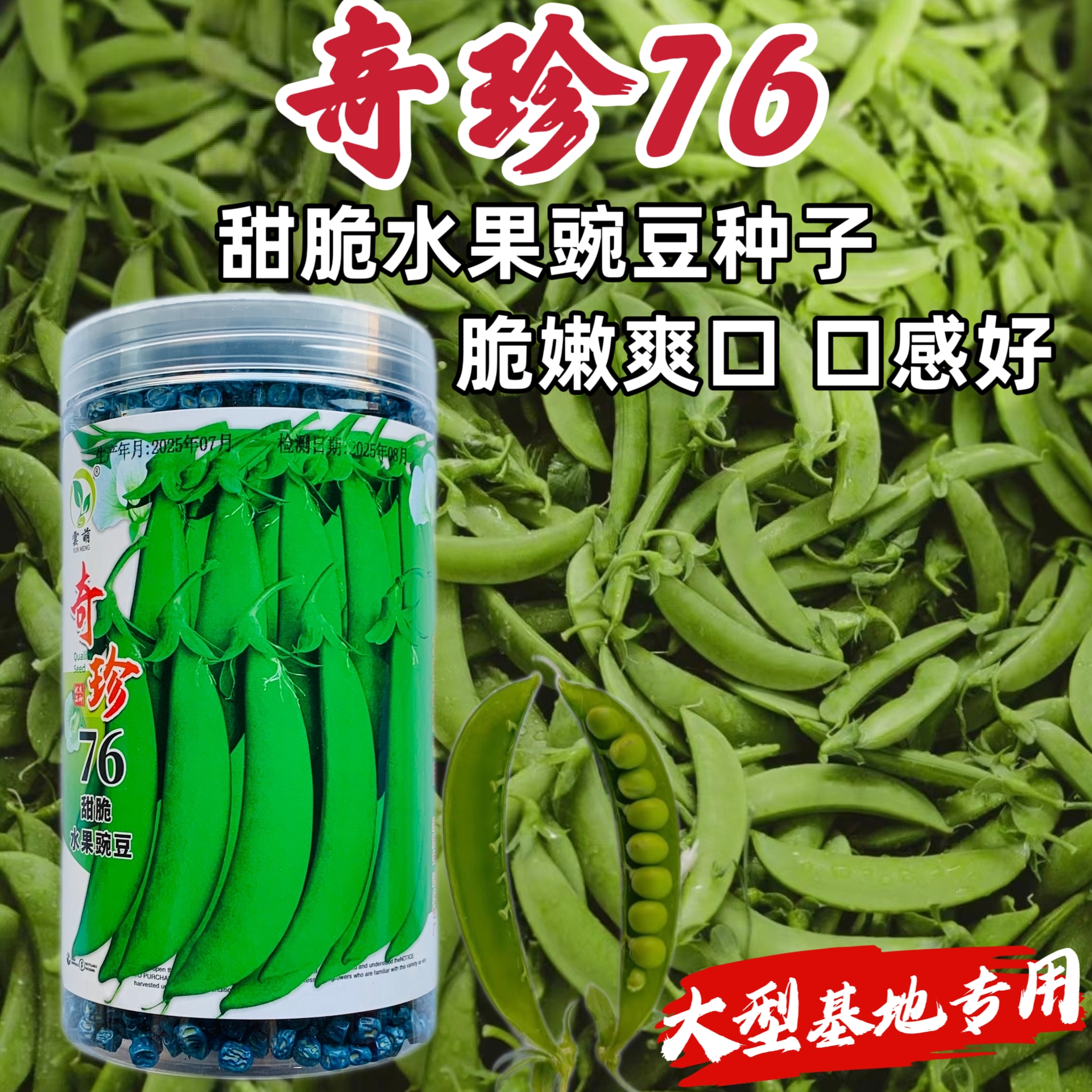 甜脆大荚豌子早熟荚嫩肉厚可春秋播蔬菜种子