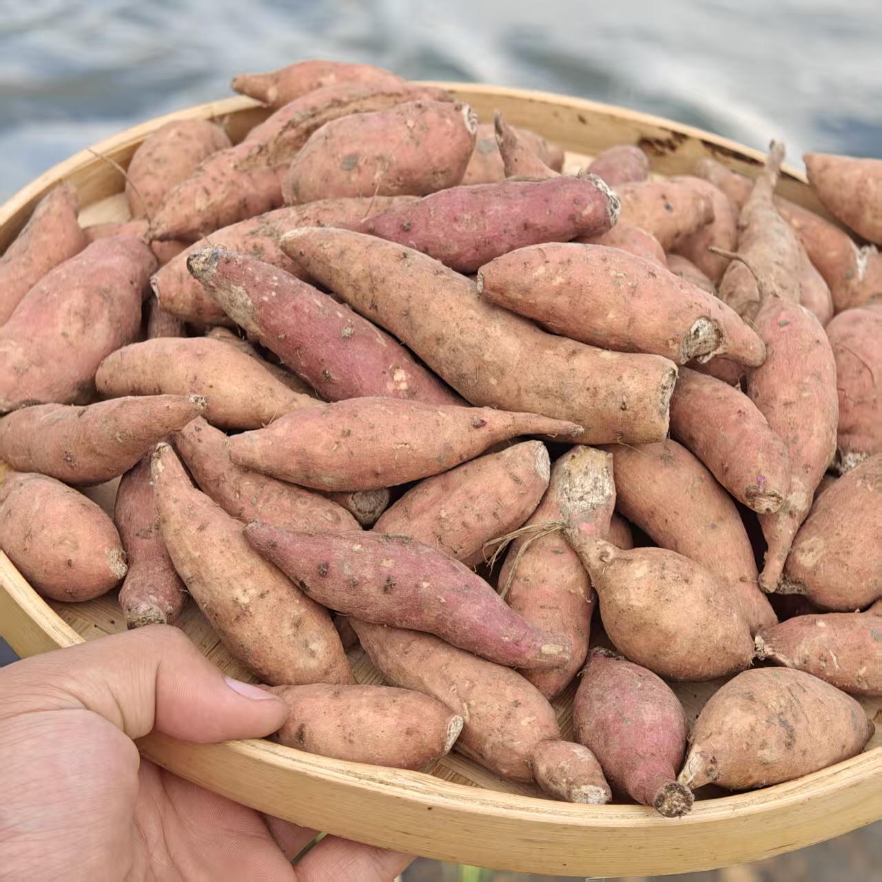 大别山小红薯农户自种