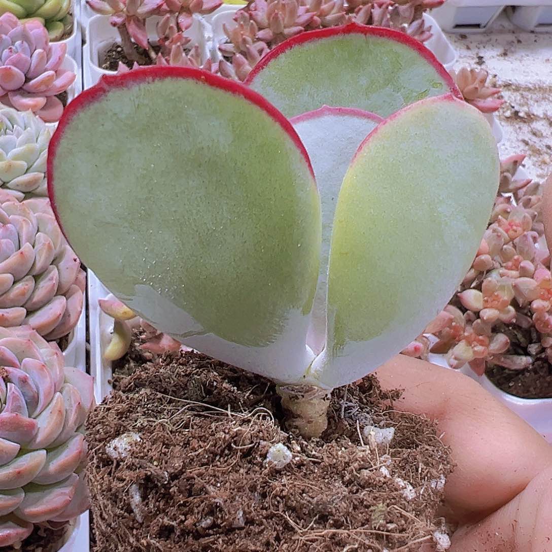 白眉19包邮多肉植物