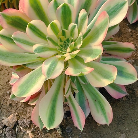 711粉女巫多肉植物