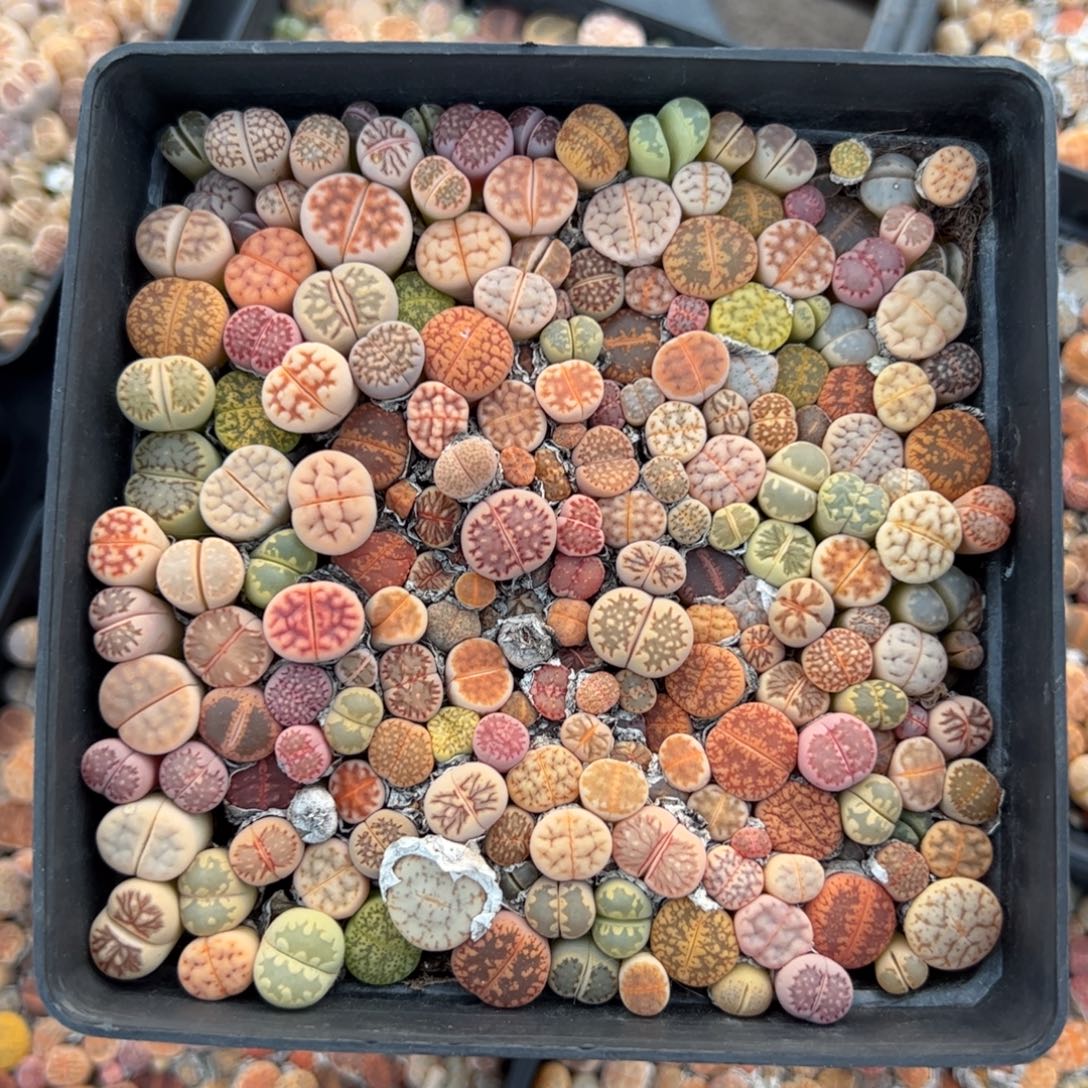 一盆彩拼多肉植物