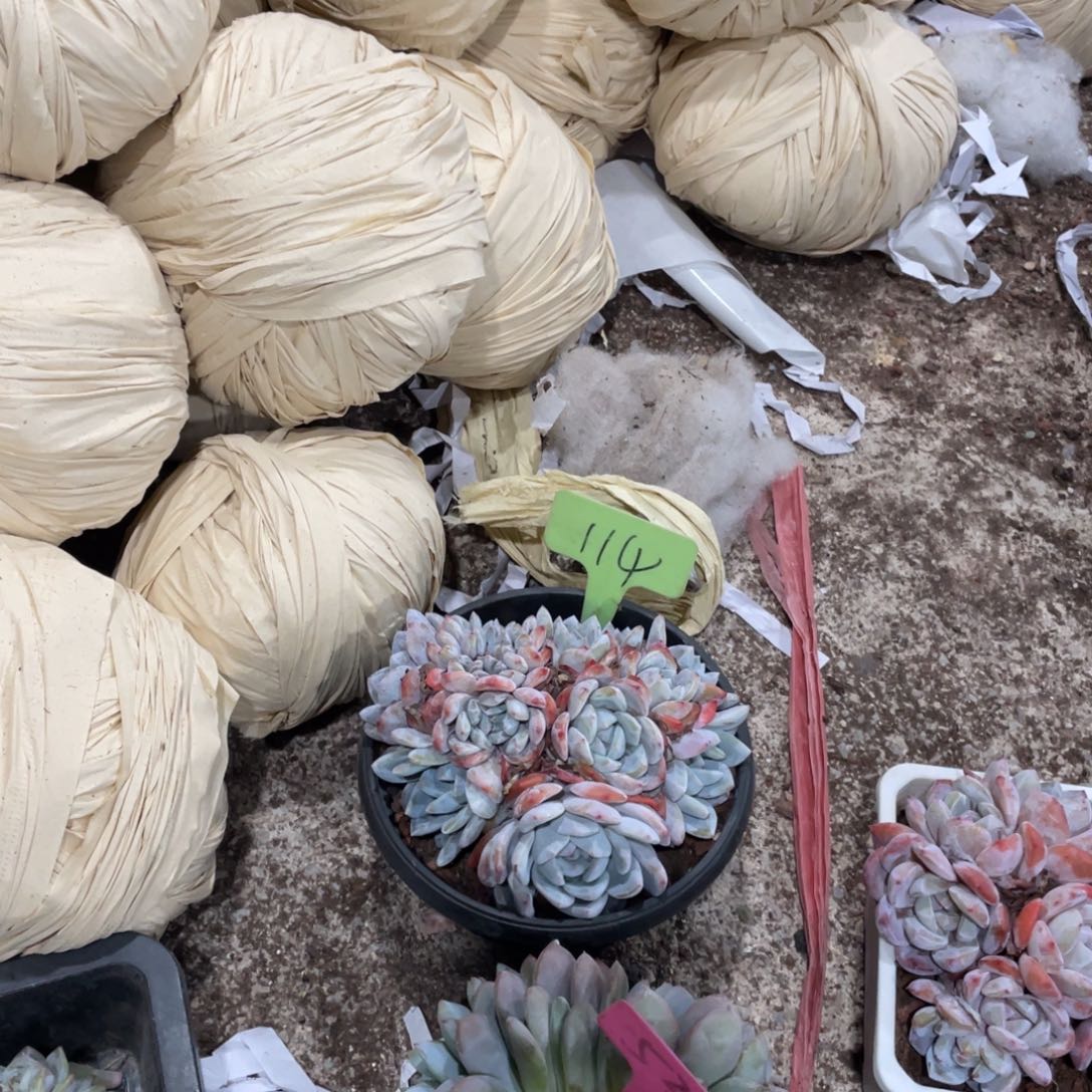 比***肉星影缀化多头群生114