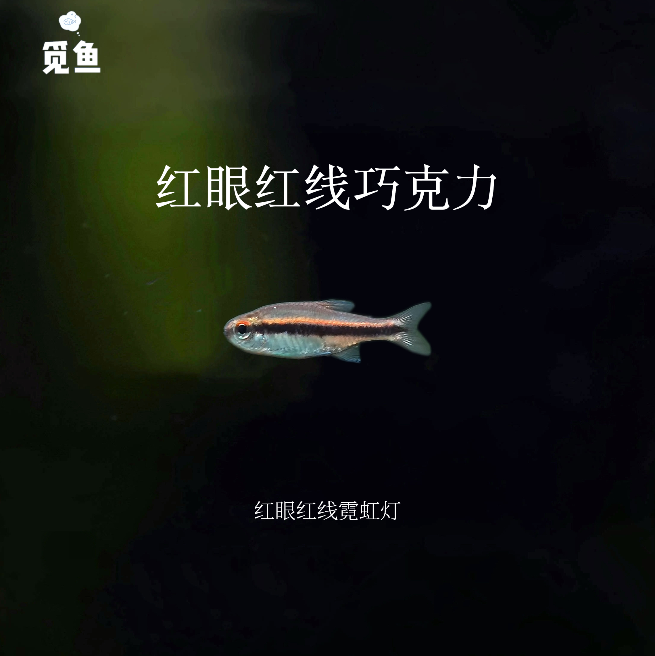 【觅鱼】红眼红线巧克力霓虹  南美灯科鱼 观赏鱼活体