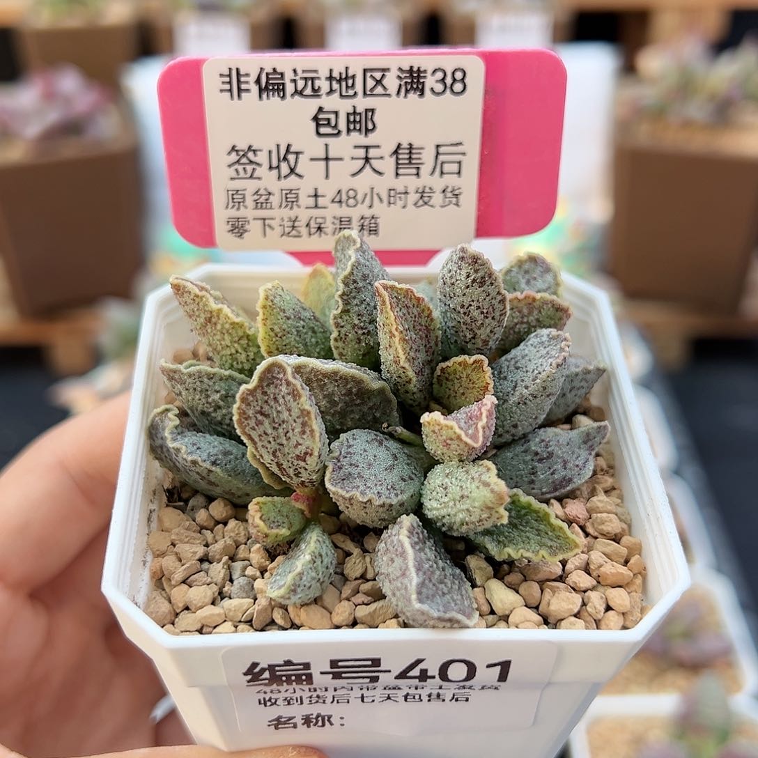 401草莓多肉植物