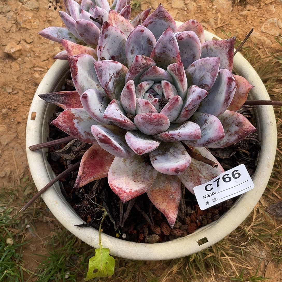 若如东云单拍C766