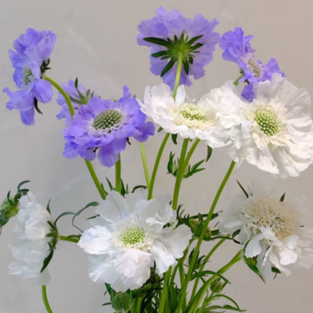 蓝盆花任意两单包京东快递配送到家