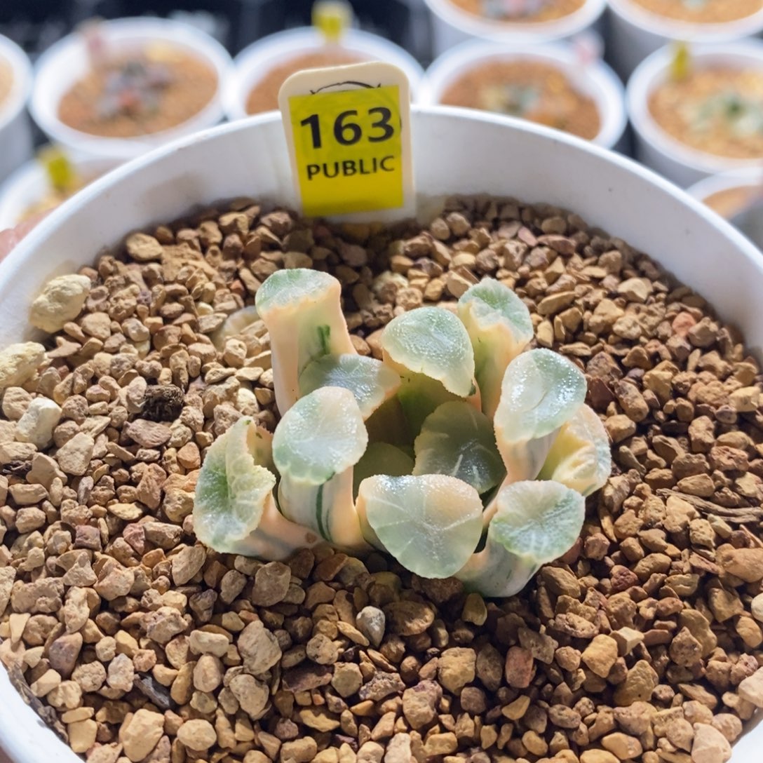 不开花植物163糊班万象