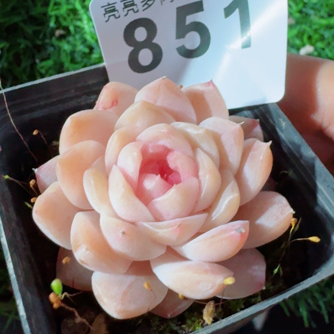 甜糖         精品多肉