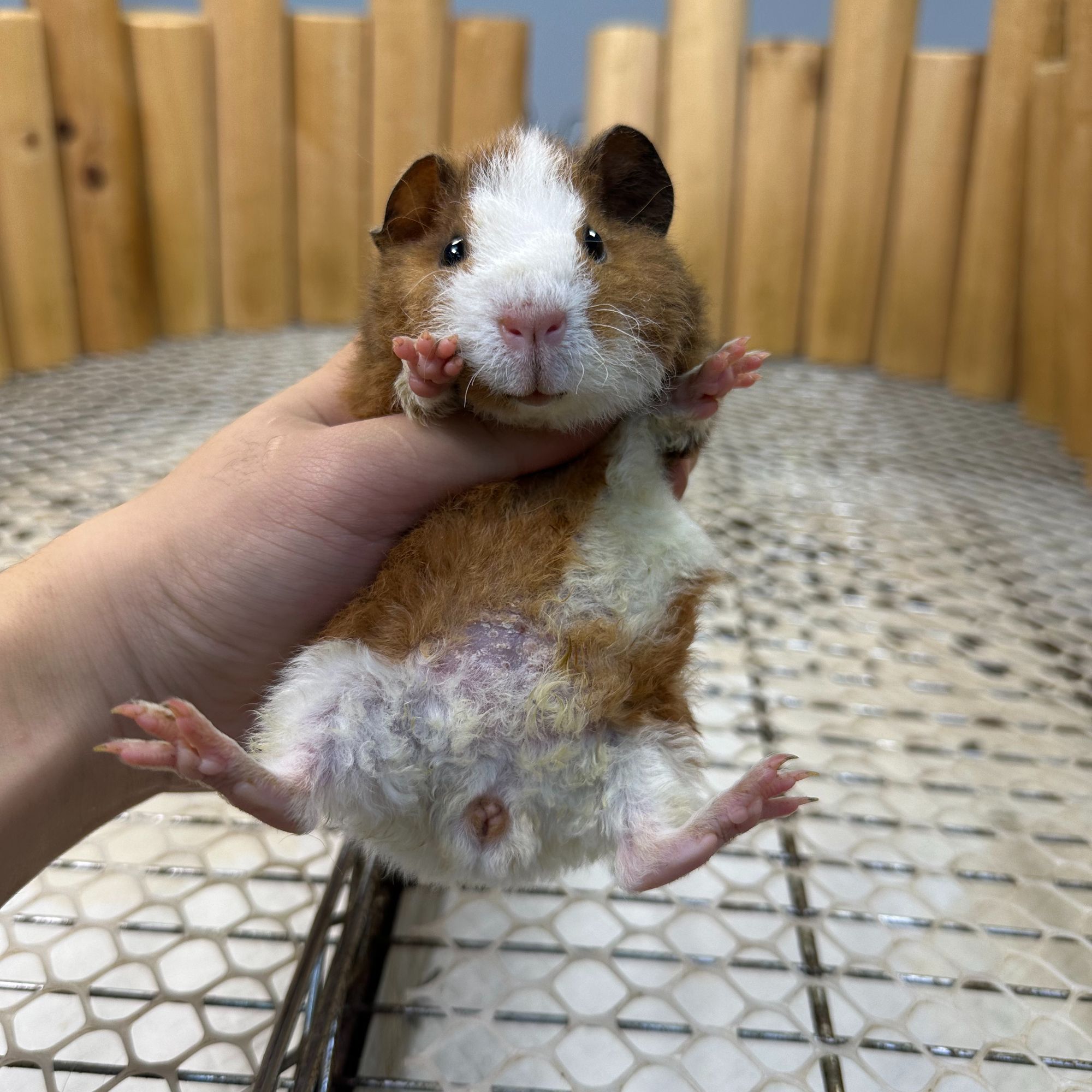 09三花美泰妹妹京东快递包邮豚鼠