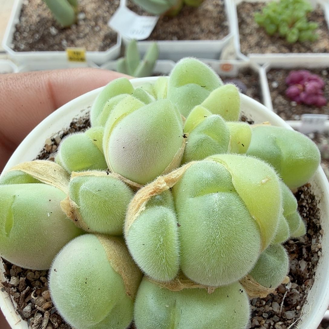 多肉植物多肉植物多肉植物