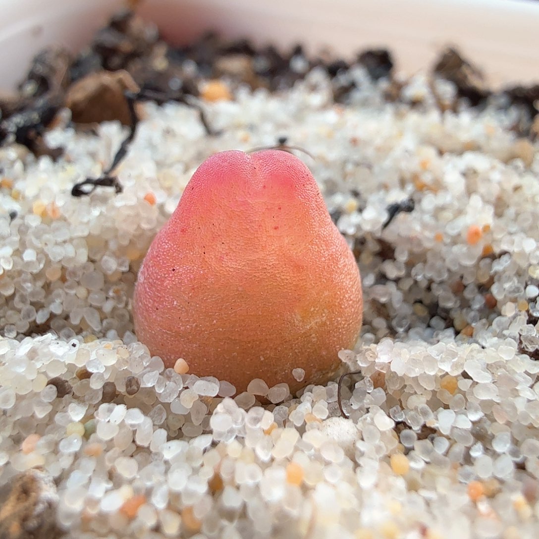 2.16.115/0.8厘米粉兔登＊多肉植物