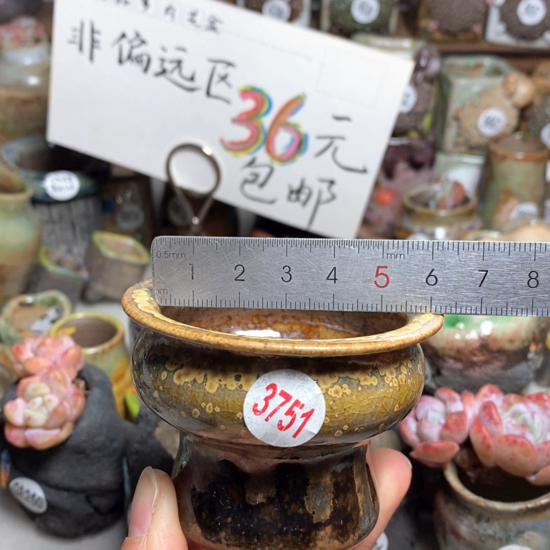 花盆拍5送一个小礼物